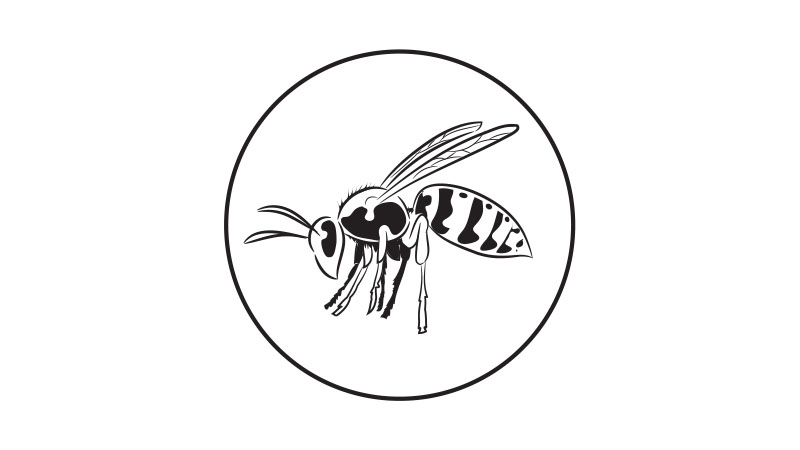 Ampiaiset